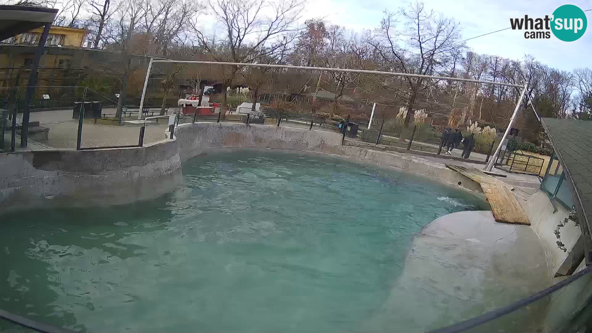 Zoo Zagreb –  León marino de California