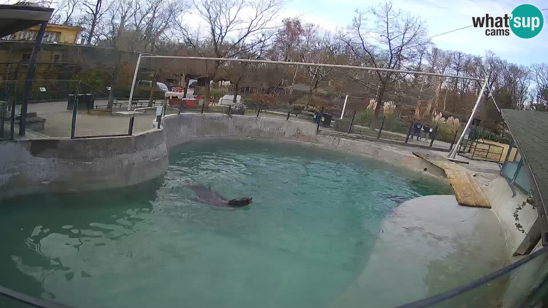 Zoo Zagreb –  León marino de California