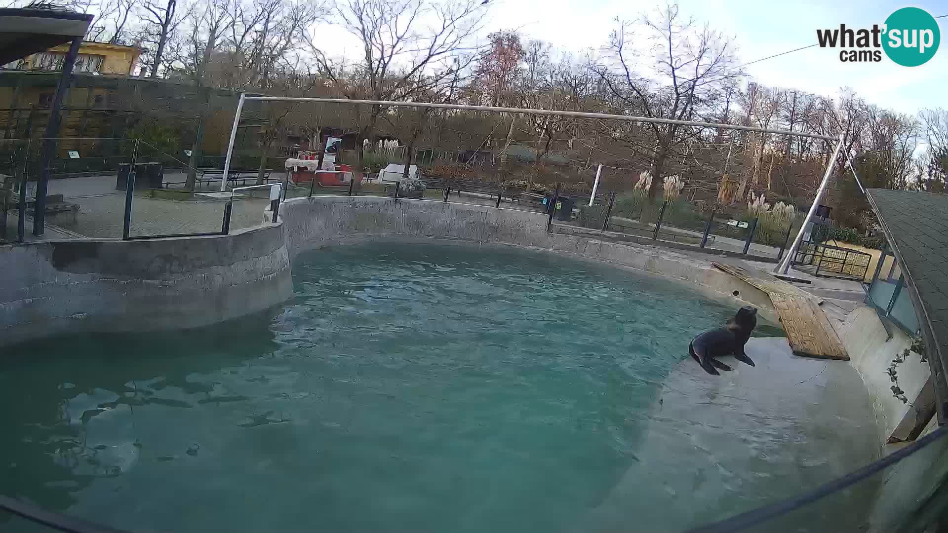 Zoo Zagreb –  León marino de California