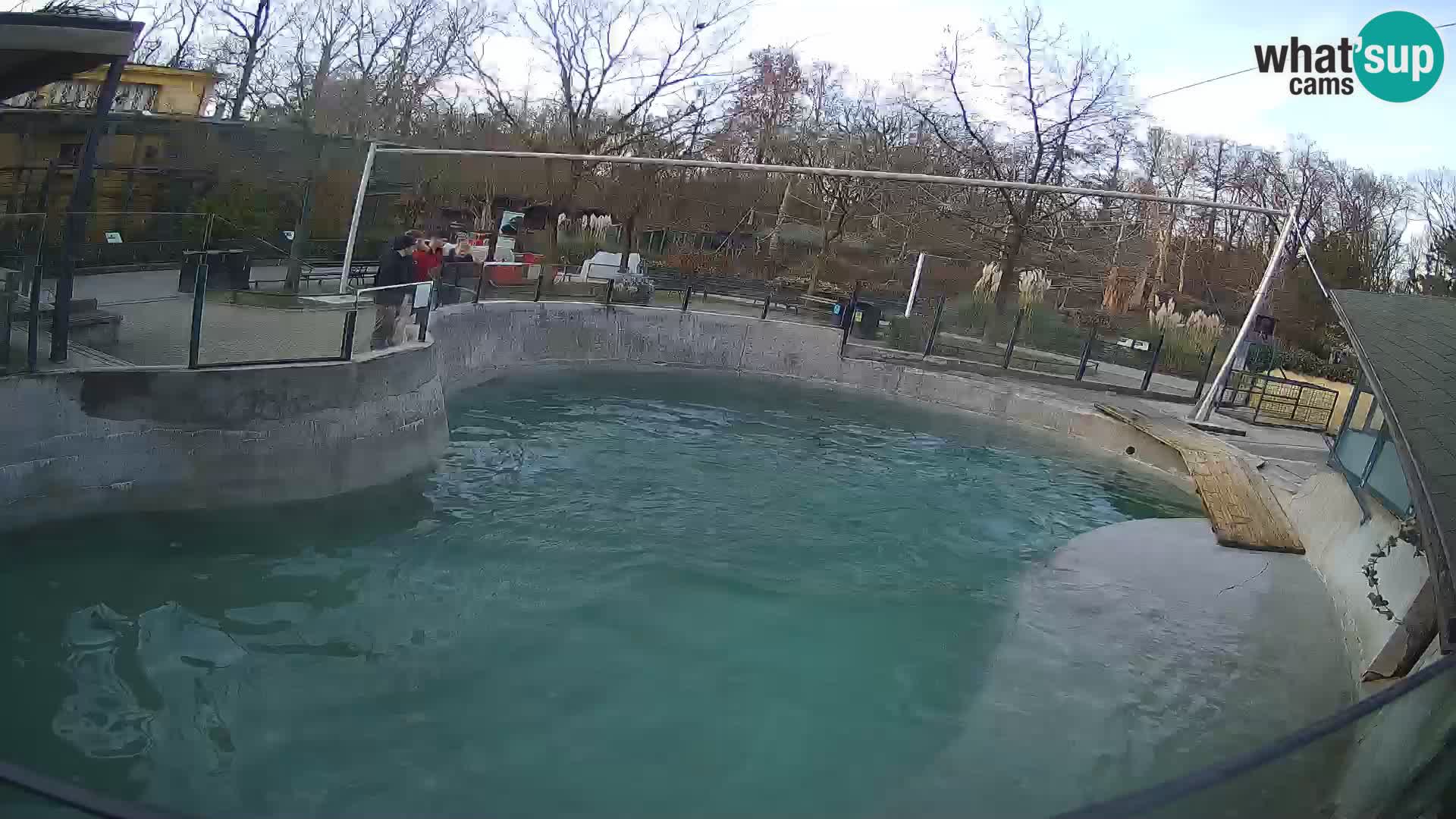 Zoo Zagreb –  León marino de California