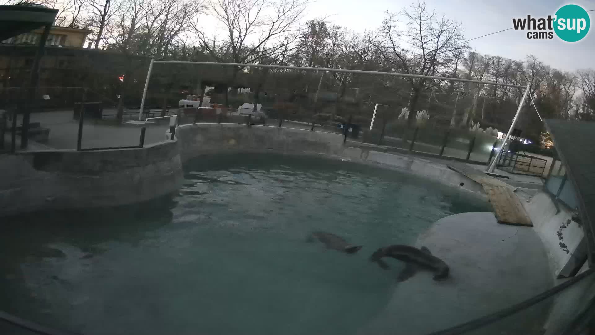 Zoo Zagreb –  León marino de California