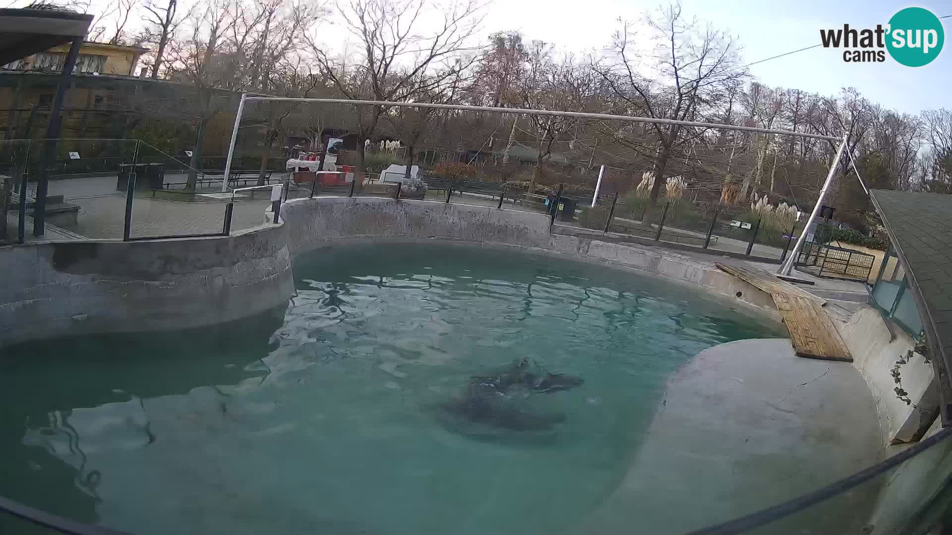 Zoo Zagreb –  León marino de California