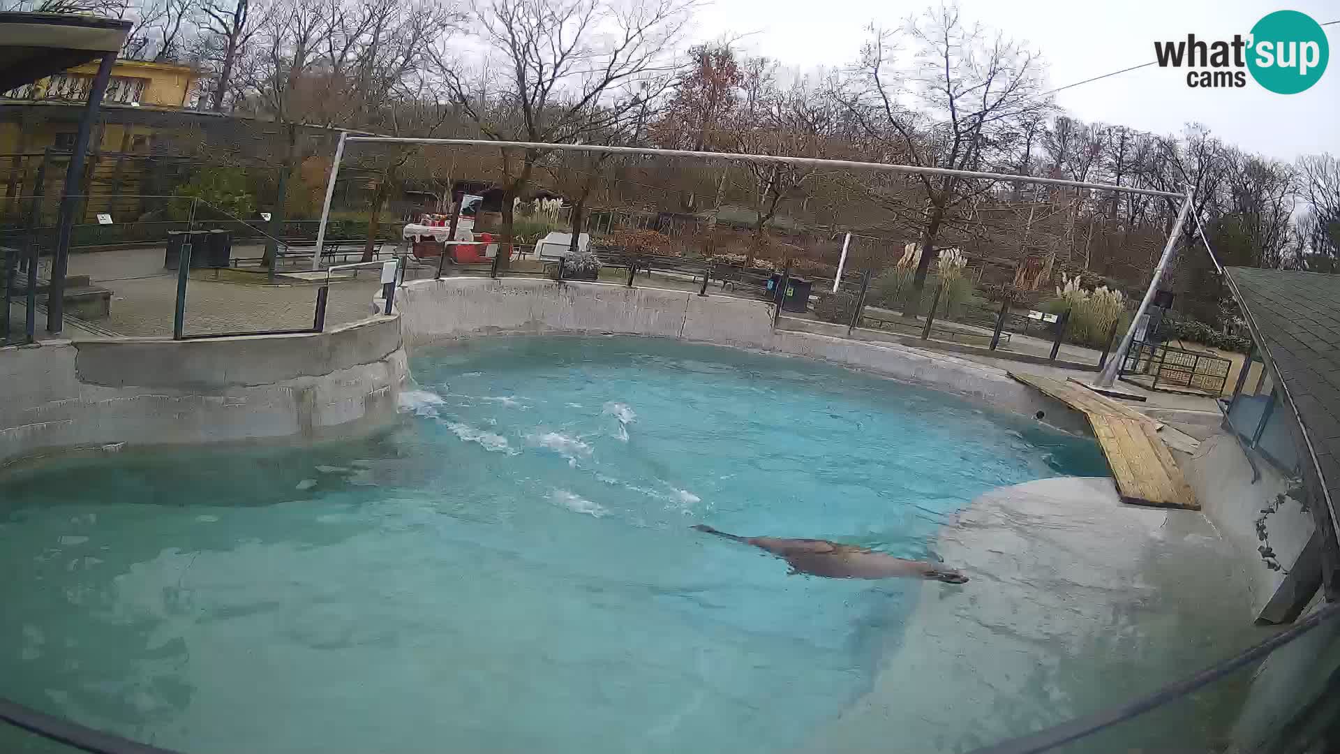 Zoo Zagreb –  León marino de California