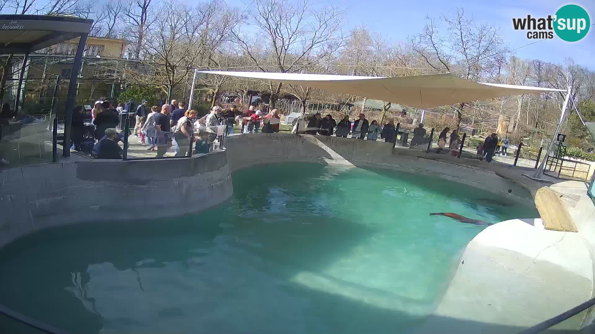 Zoo Zagreb –  León marino de California