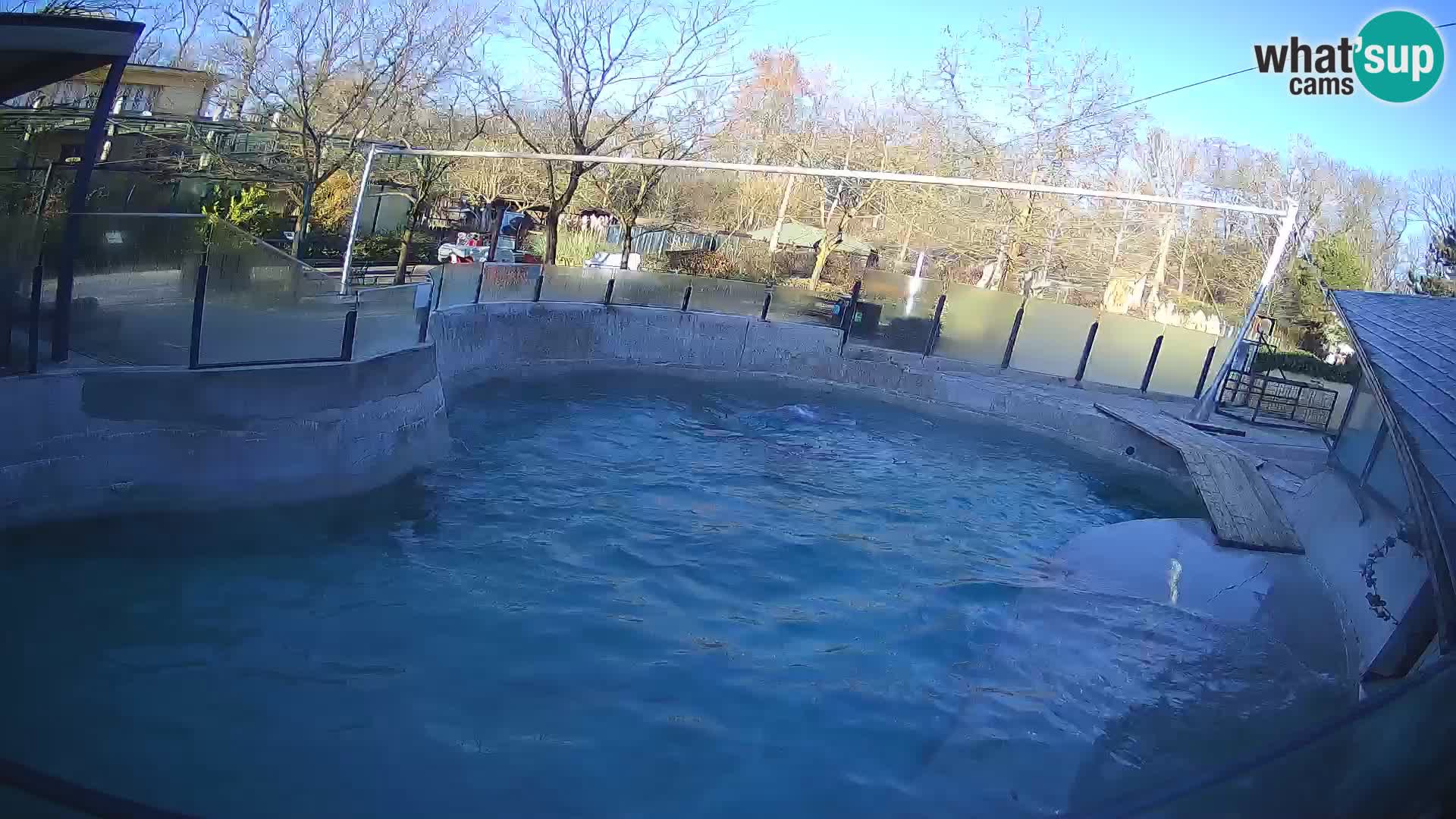 Zoo Zagreb – California Sea Lion