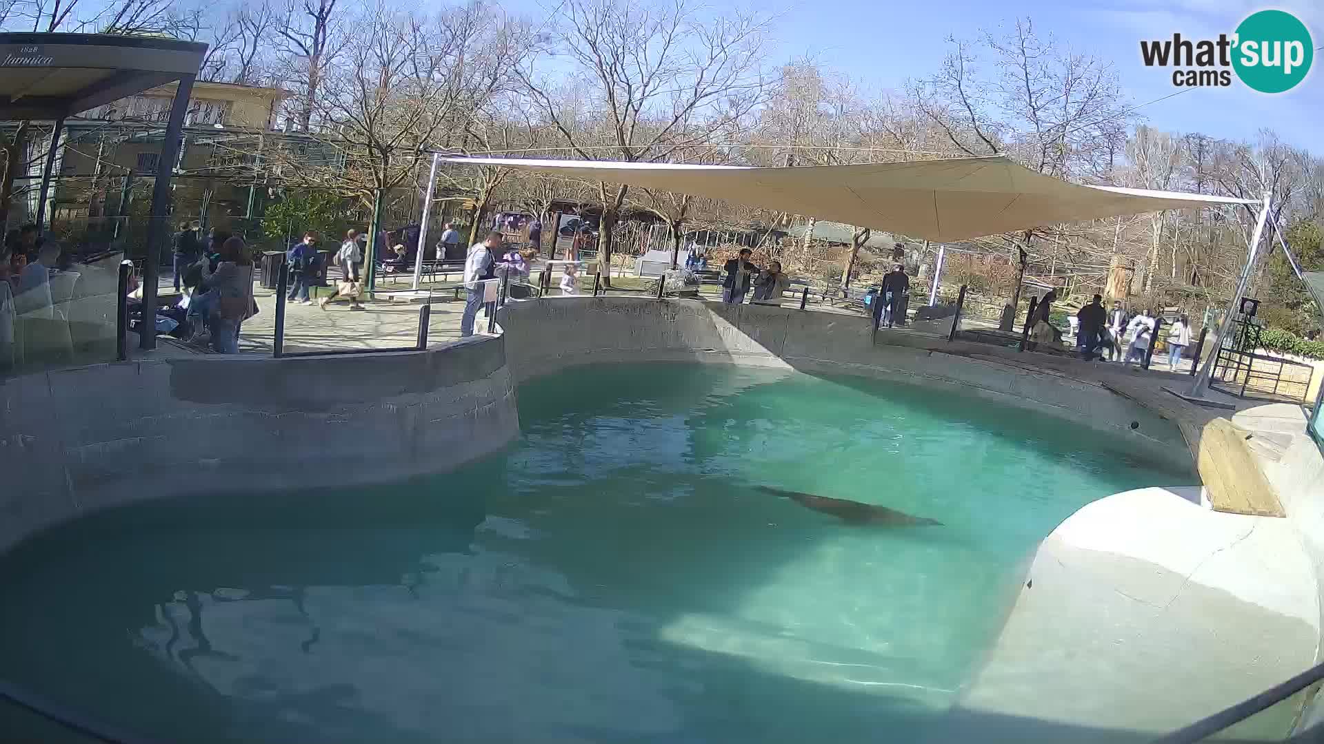 Zoo Zagreb – California Sea Lion