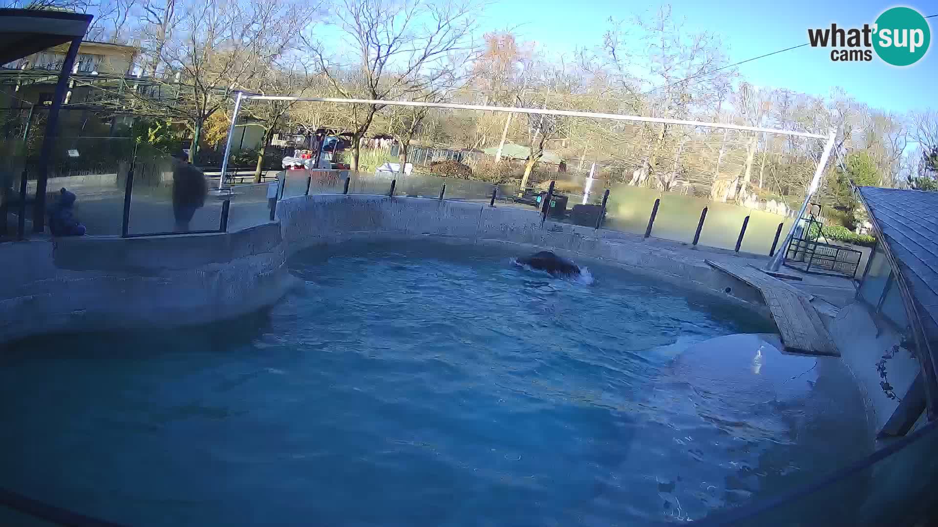 Zoo Zagreb – California Sea Lion