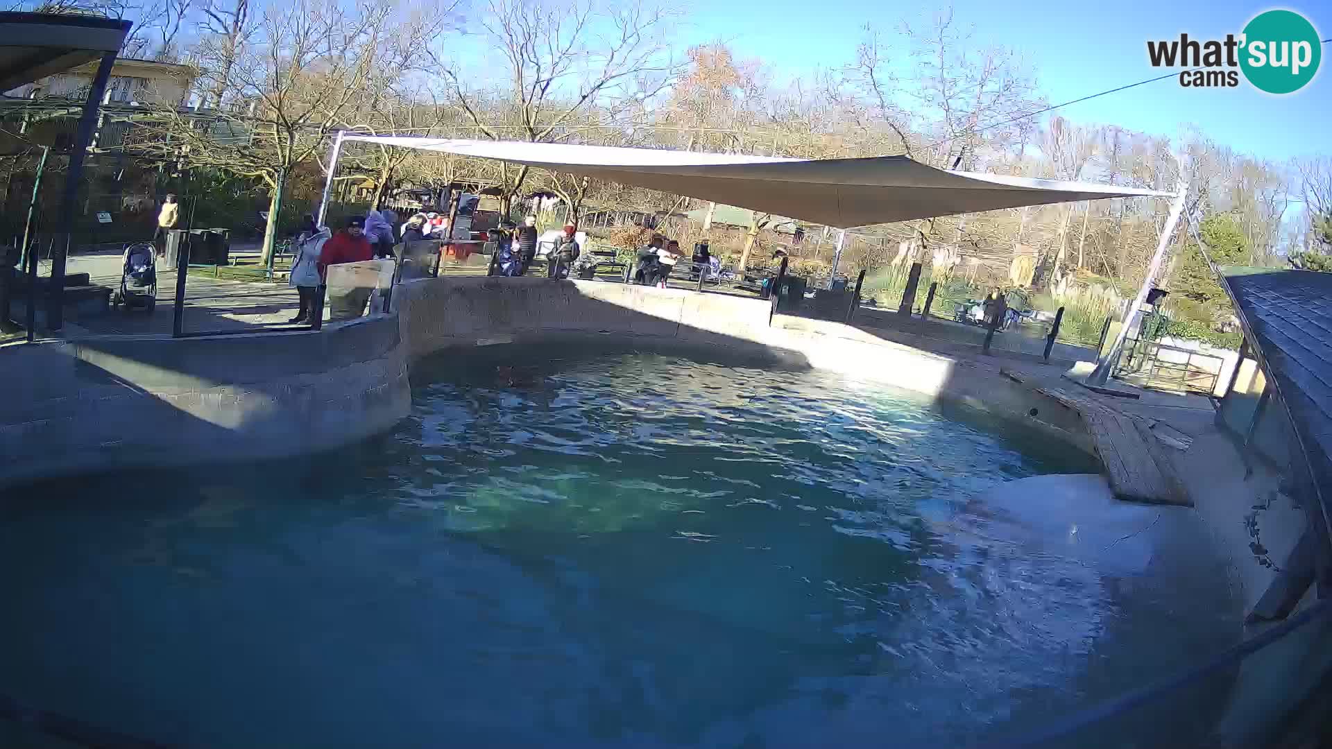 Zoo Zagreb – California Sea Lion