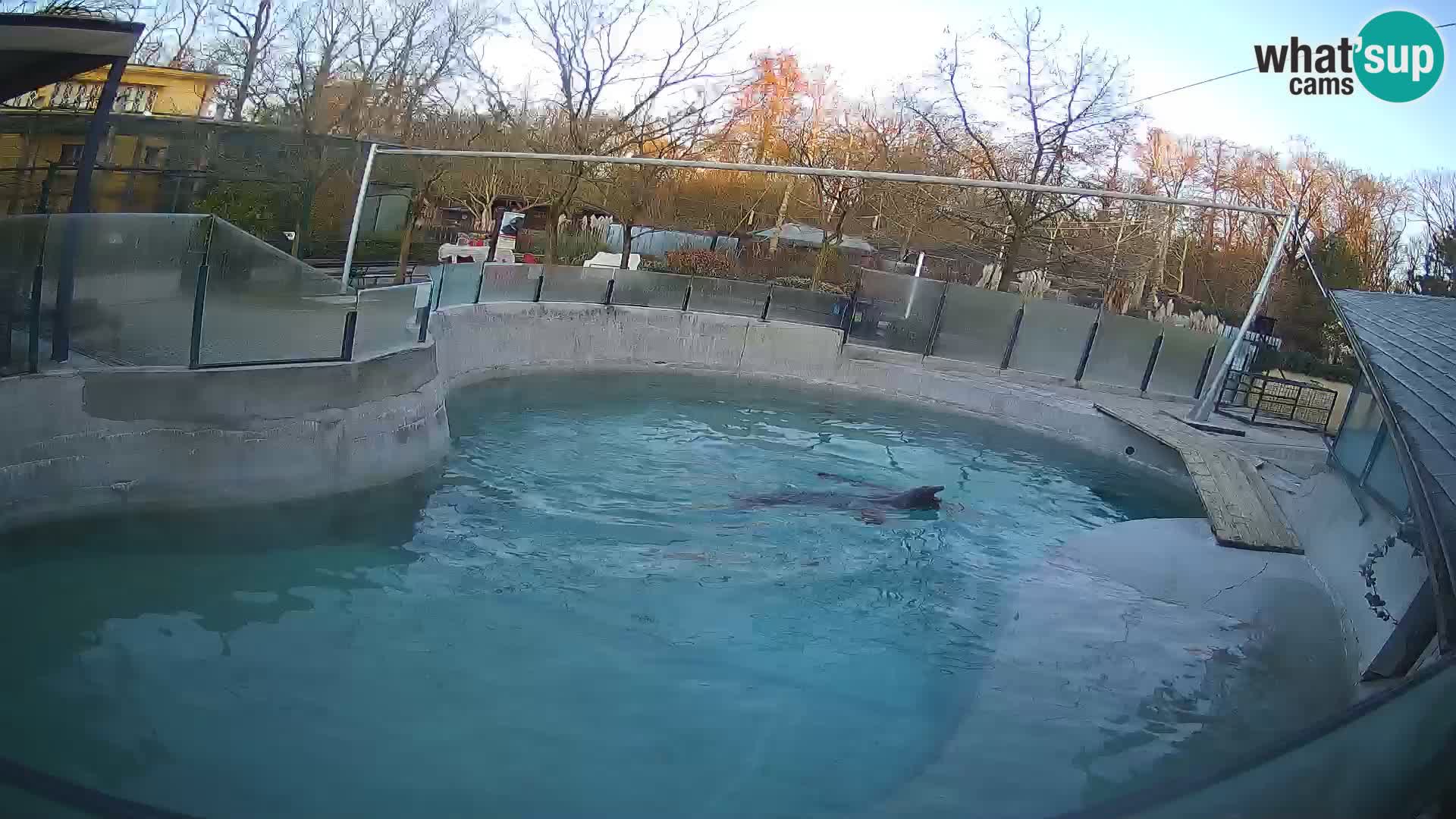 Zoo Zagreb –  León marino de California