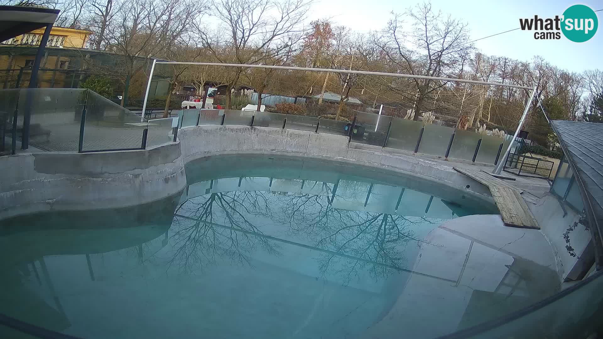 Zoo Zagreb –  León marino de California