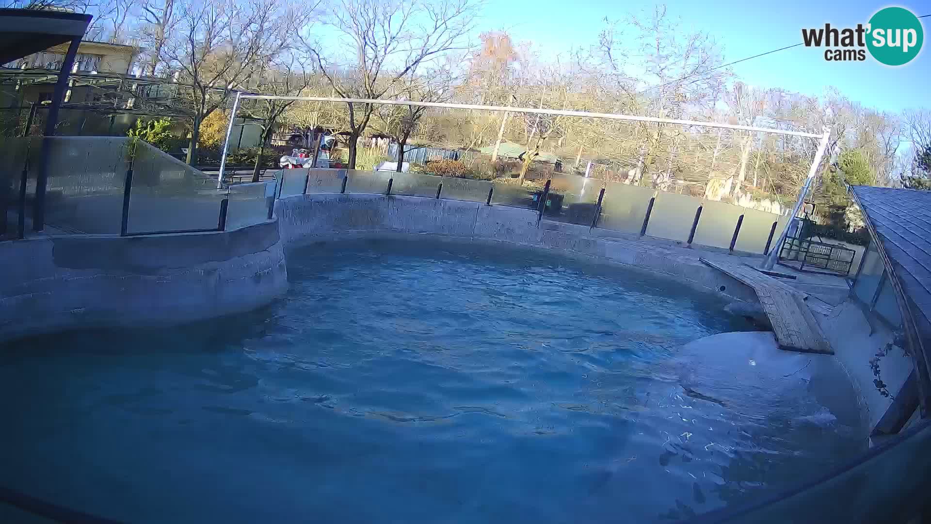 Zoo Zagreb –  León marino de California