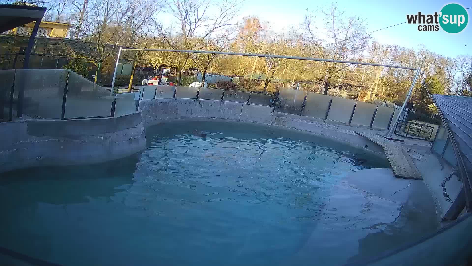 Zoo Zagreb –  León marino de California