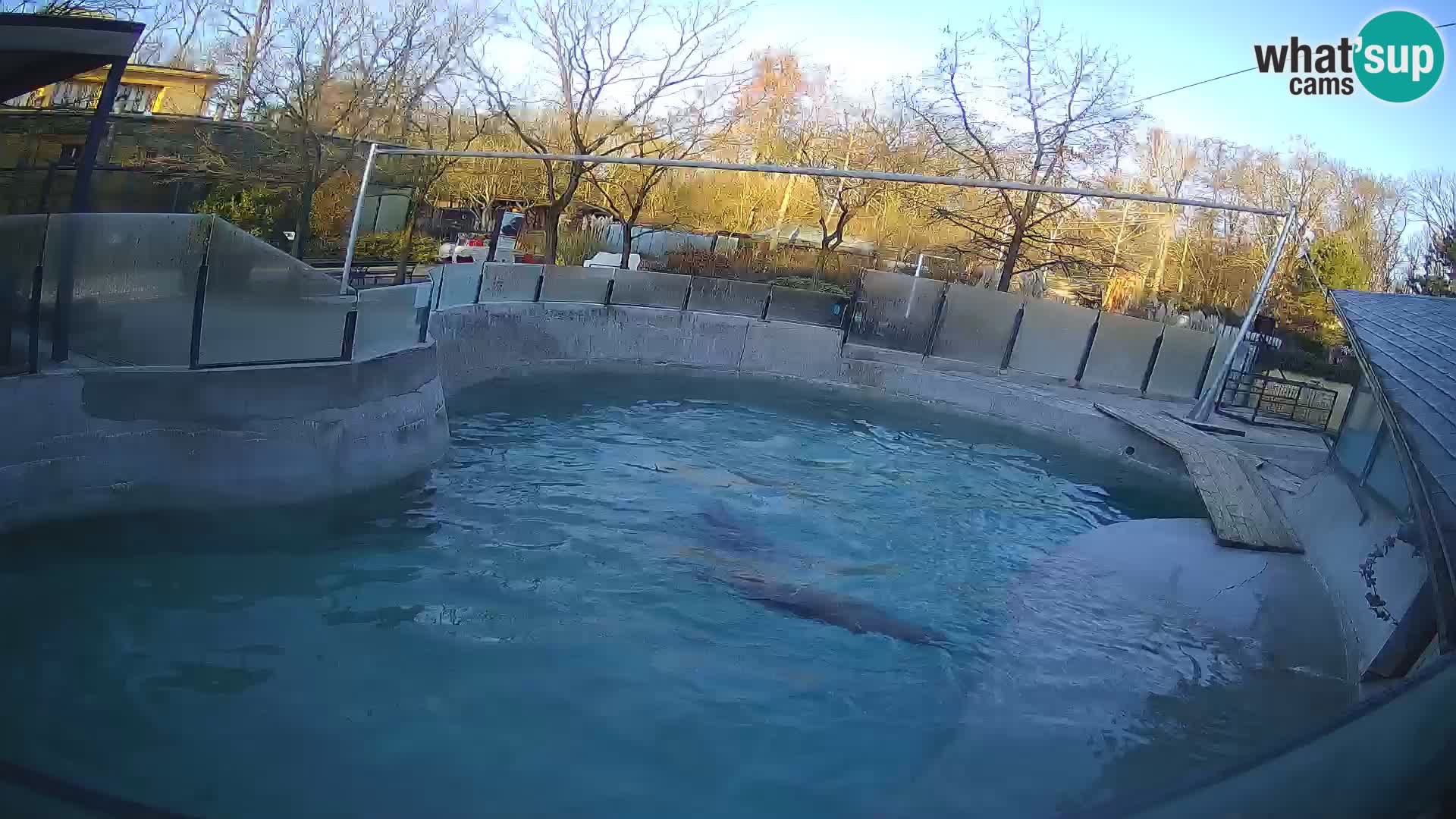 Zoo Zagreb – California Sea Lion