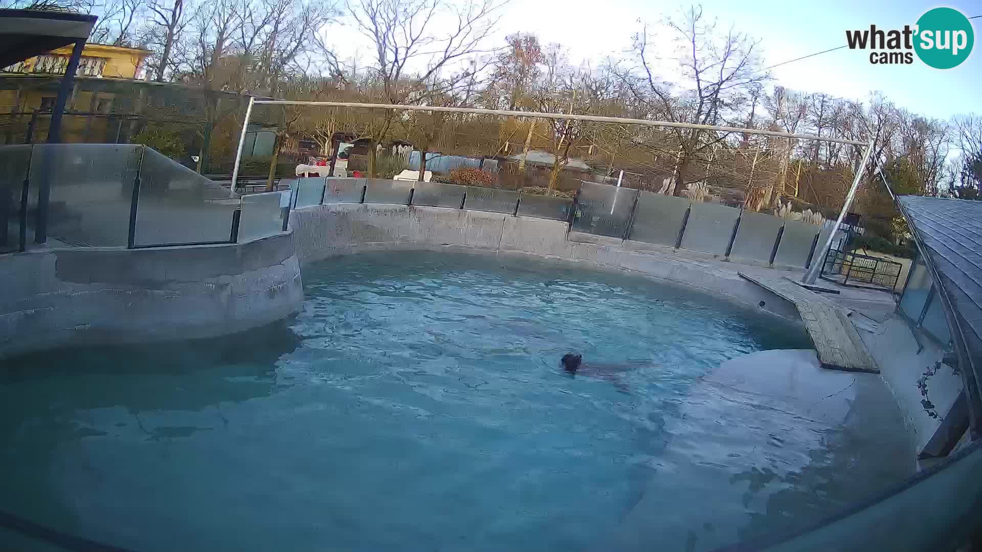 Zoo Zagreb – California Sea Lion