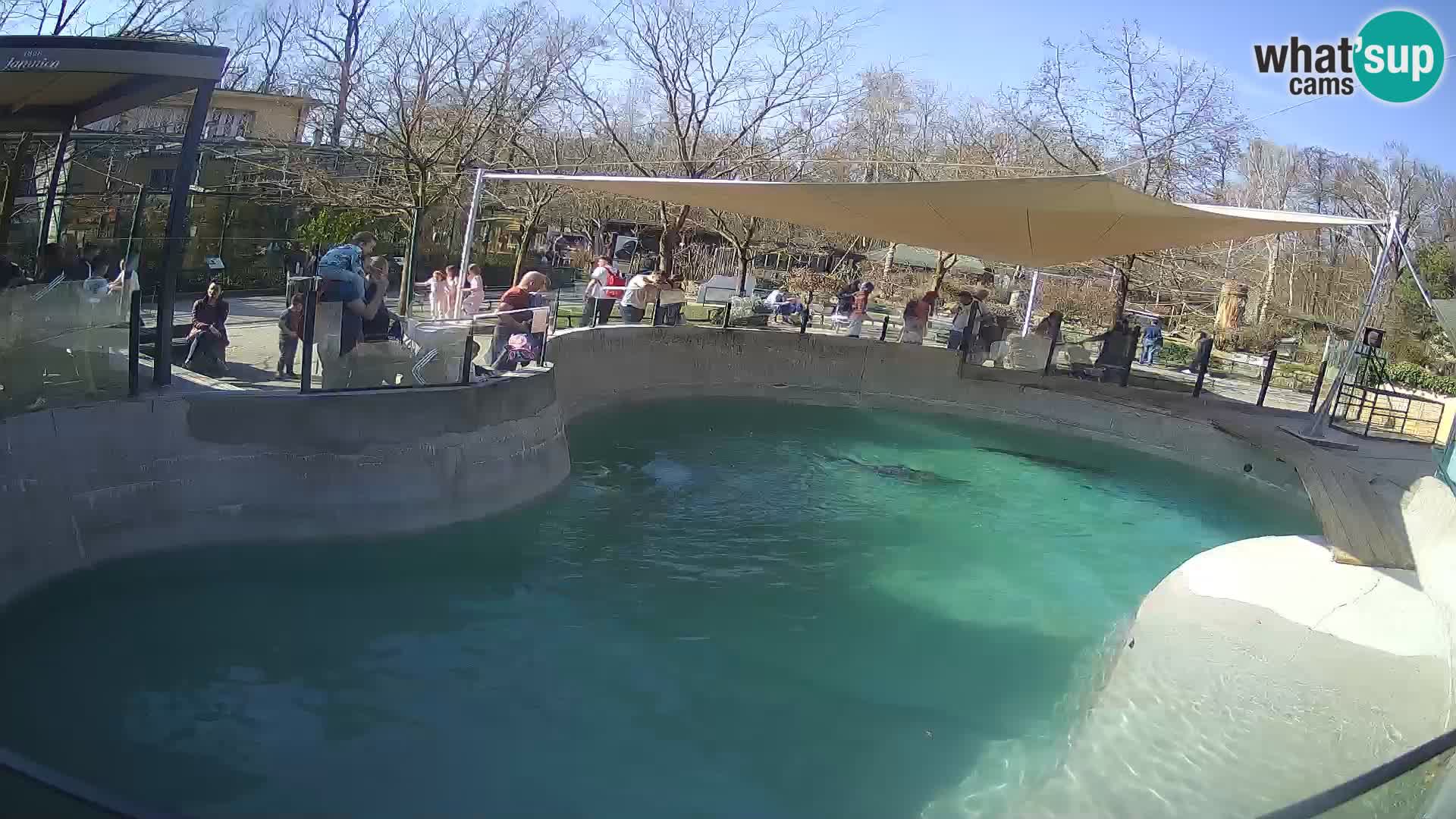 Zoo Zagreb –  León marino de California