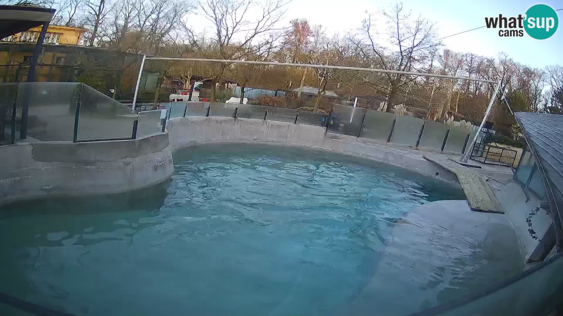 Zoo Zagreb – California Sea Lion