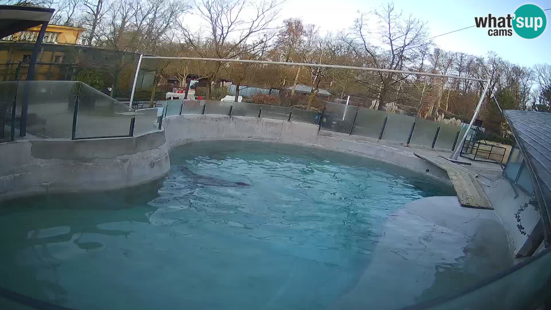 Zoo Zagreb – California Sea Lion