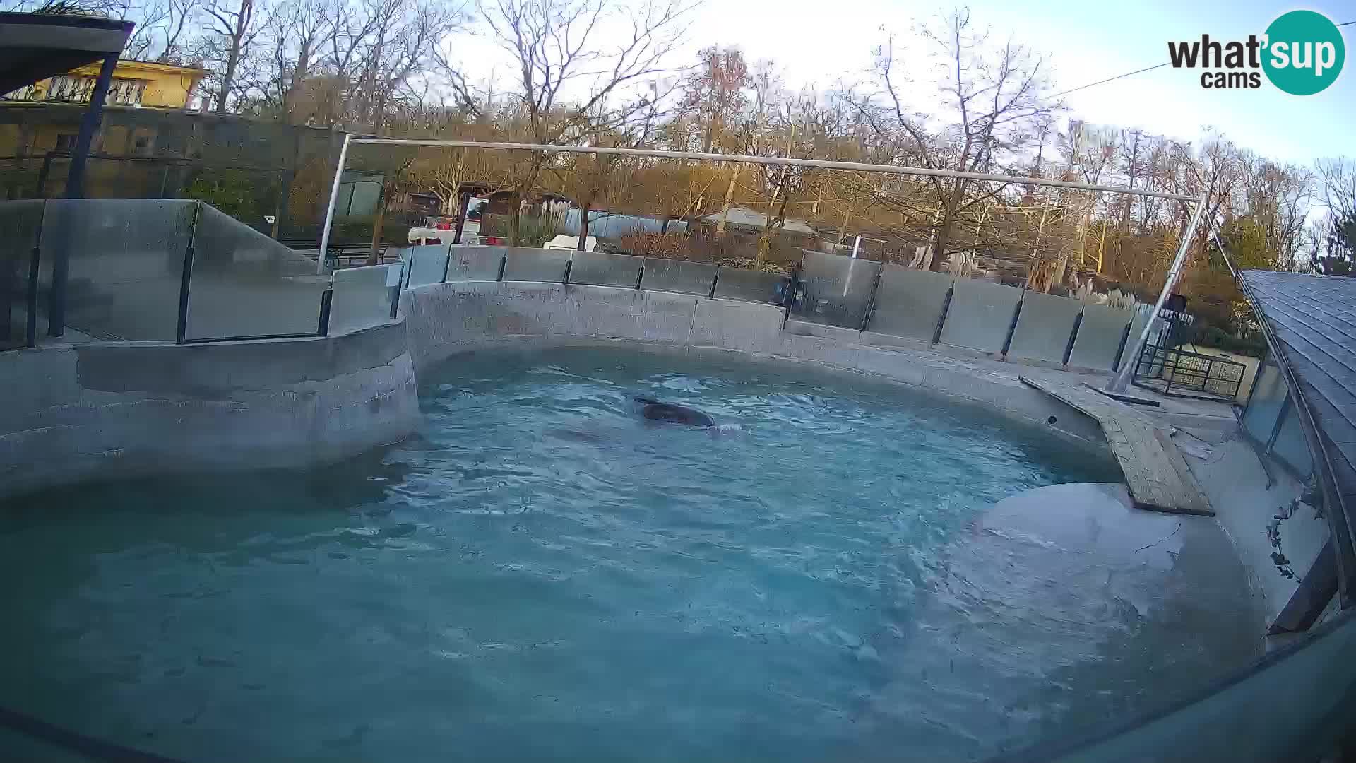 Zoo Zagreb – Kalifornijski morski lav