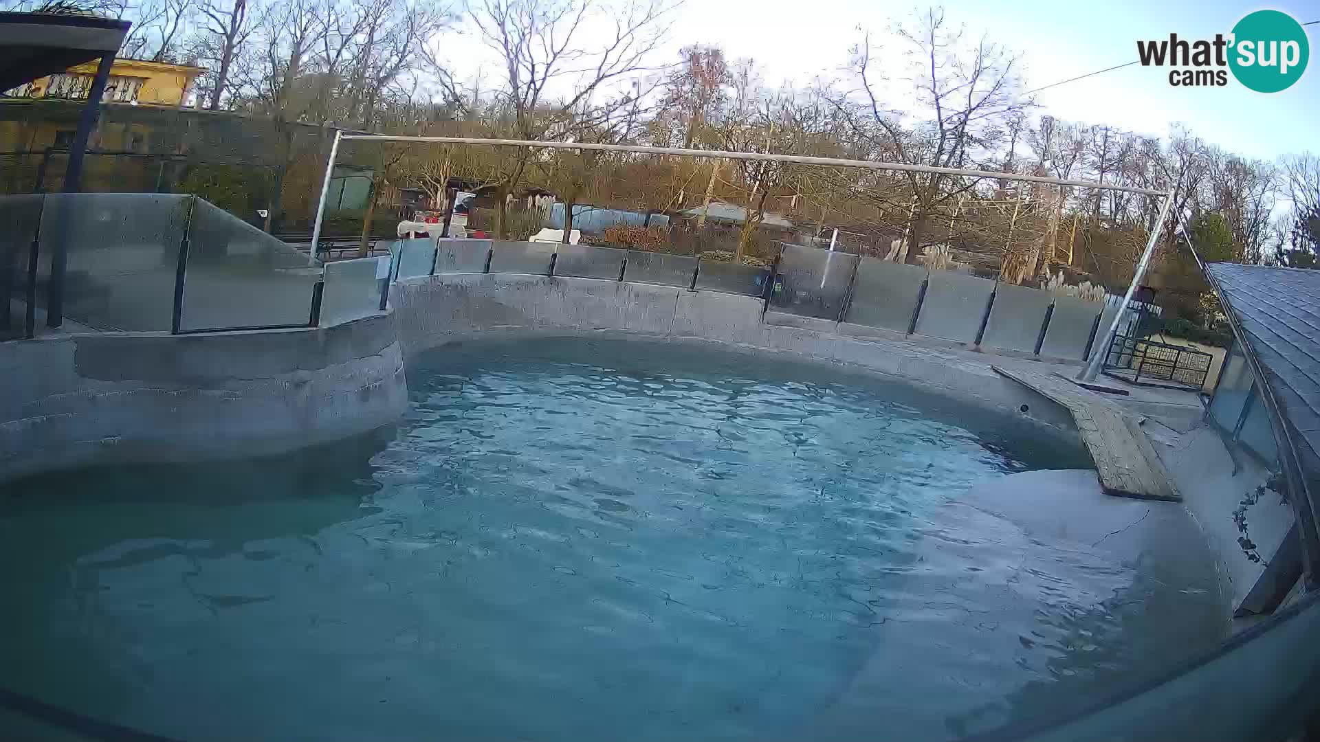 Zoo Zagreb –  León marino de California