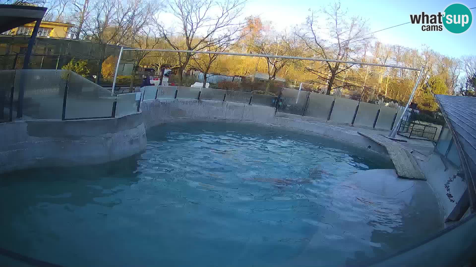 Zoo Zagreb – California Sea Lion