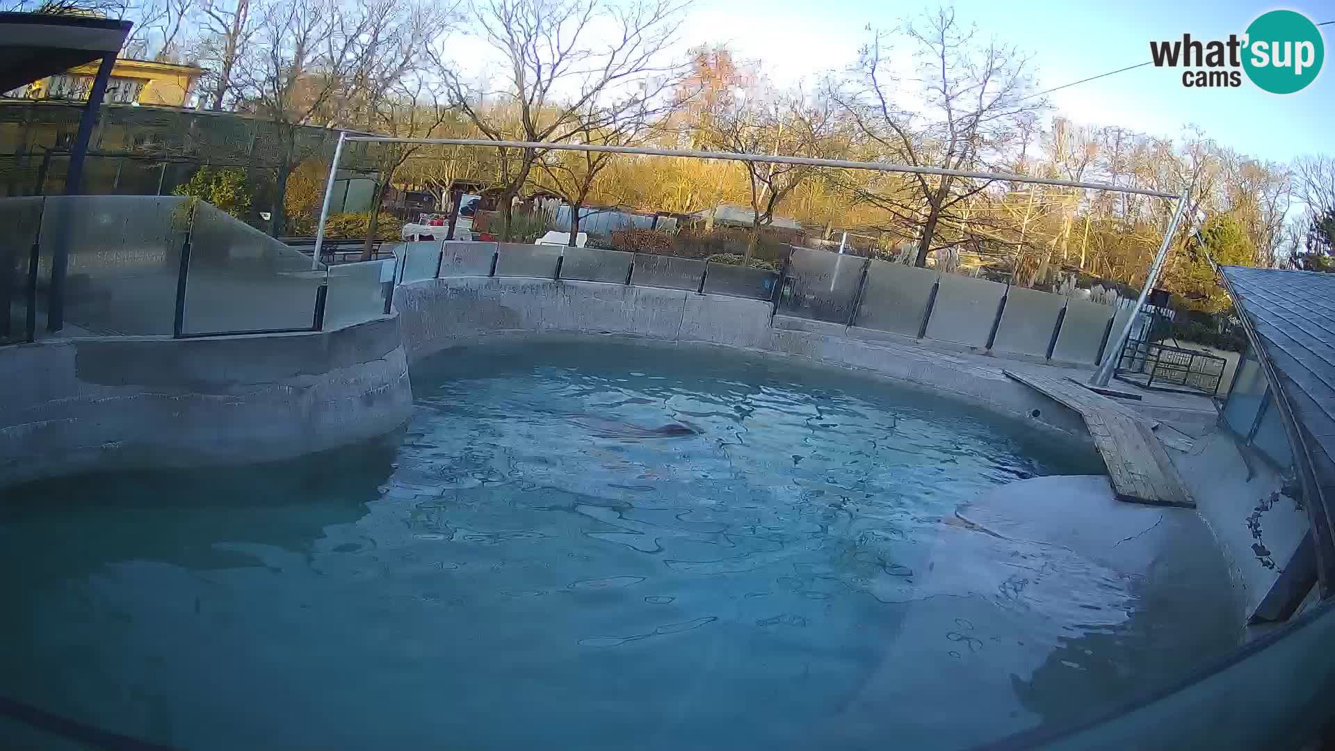 Zoo Zagreb –  León marino de California