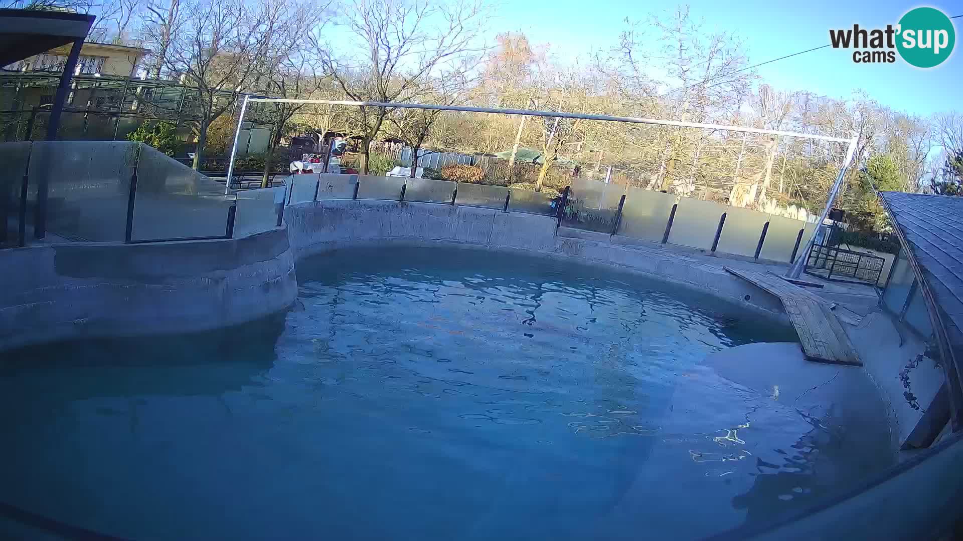 Zoo Zagreb –  León marino de California