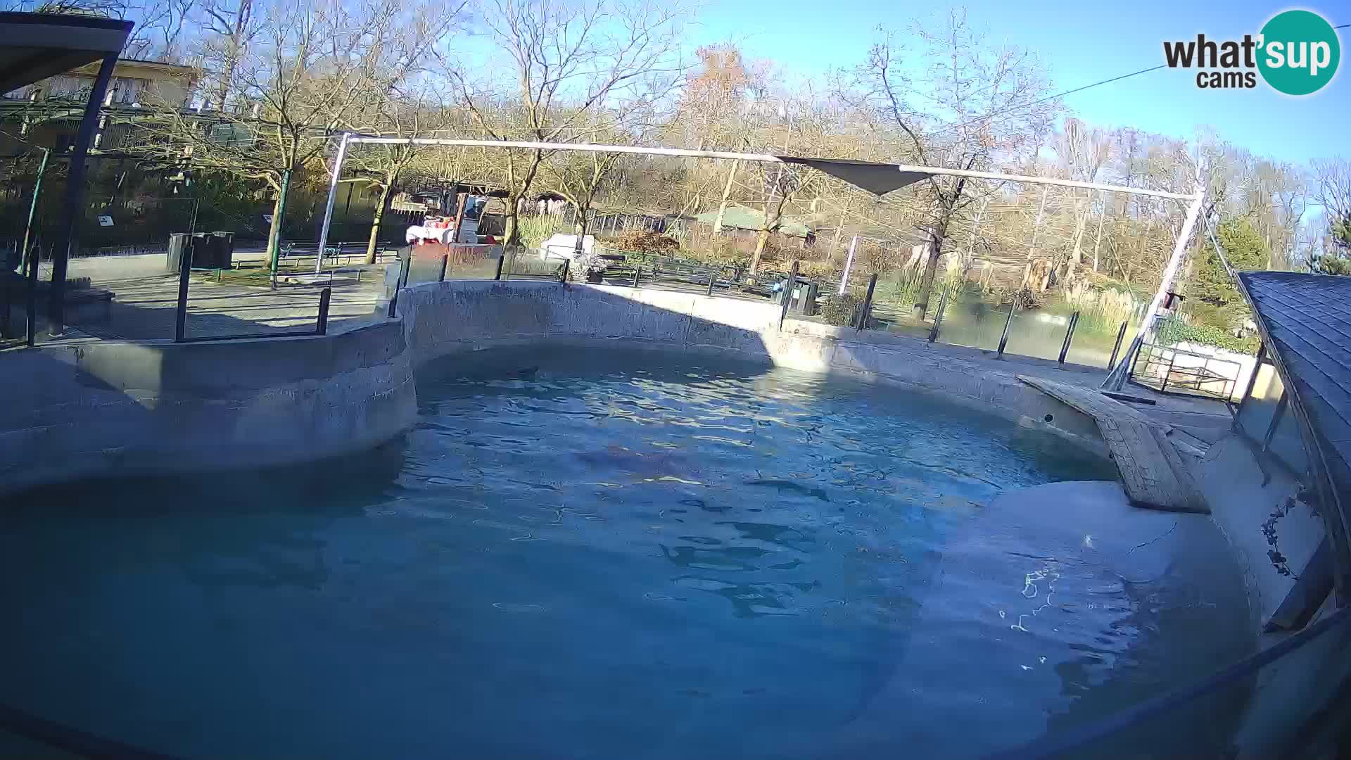 Zoo Zagreb – California Sea Lion