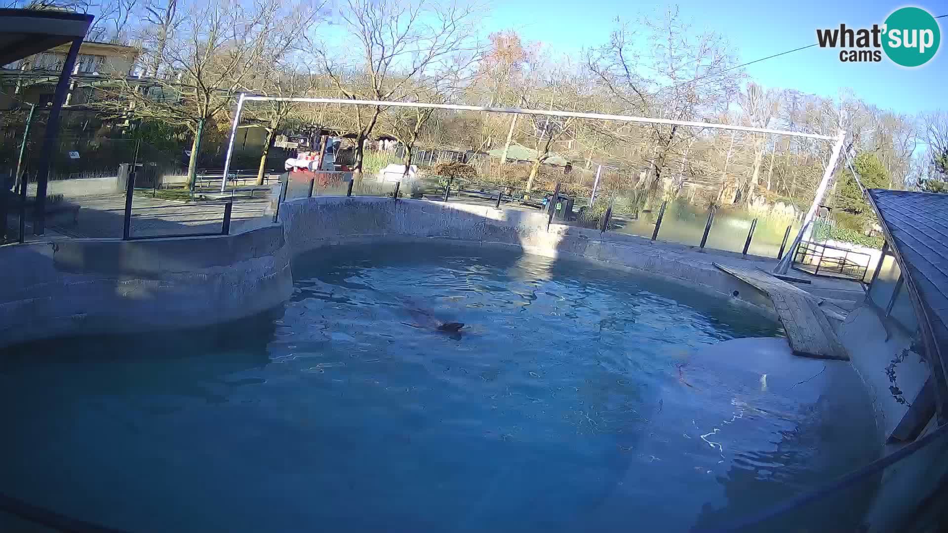 Zoo Zagreb – California Sea Lion