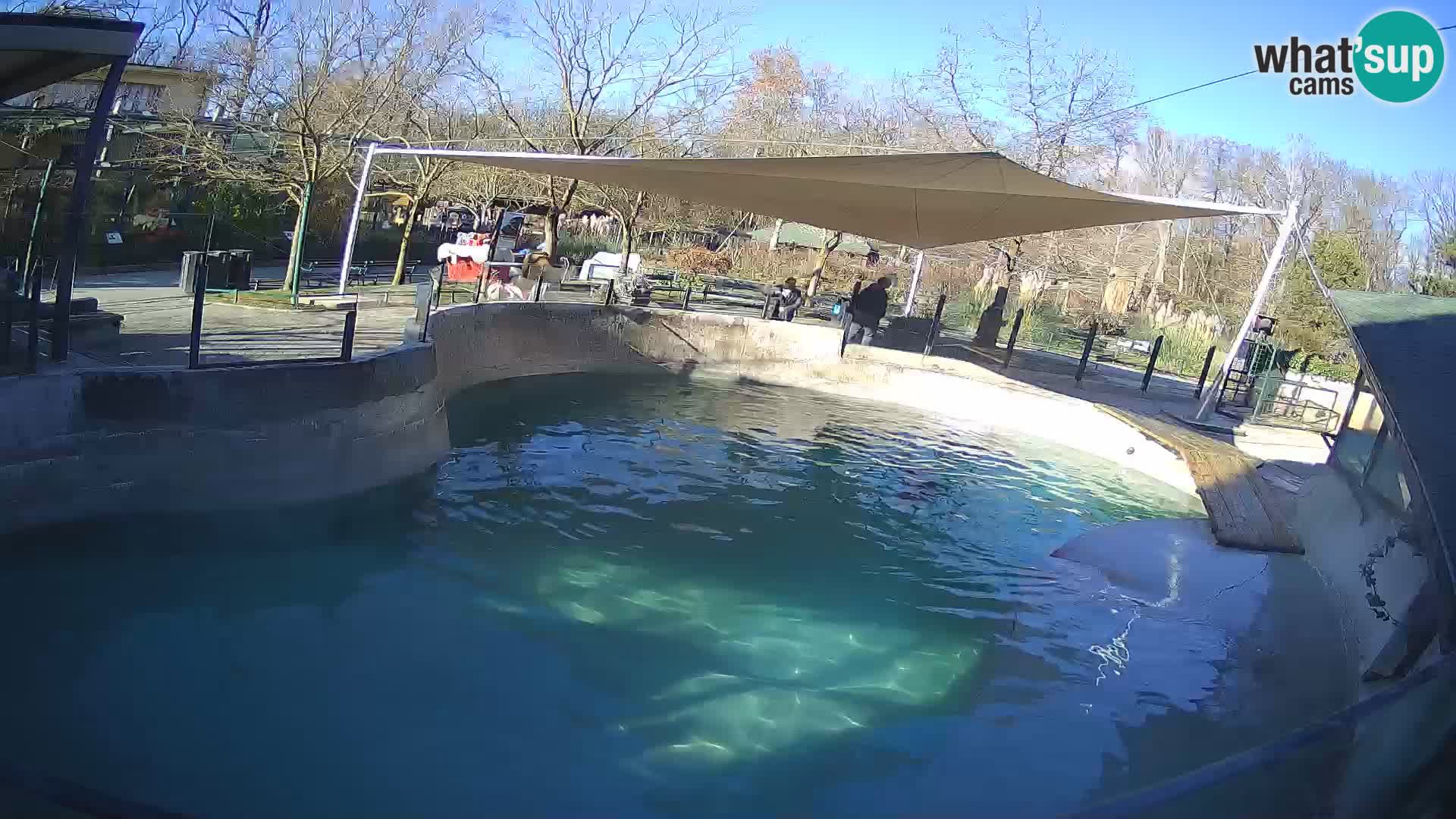 Zoo Zagreb –  León marino de California