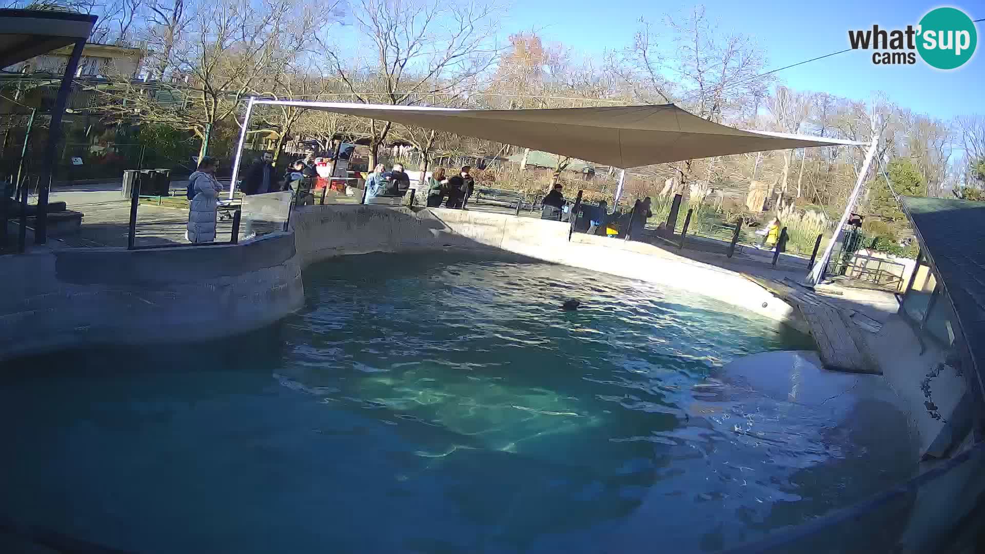 Zoo Zagreb –  León marino de California