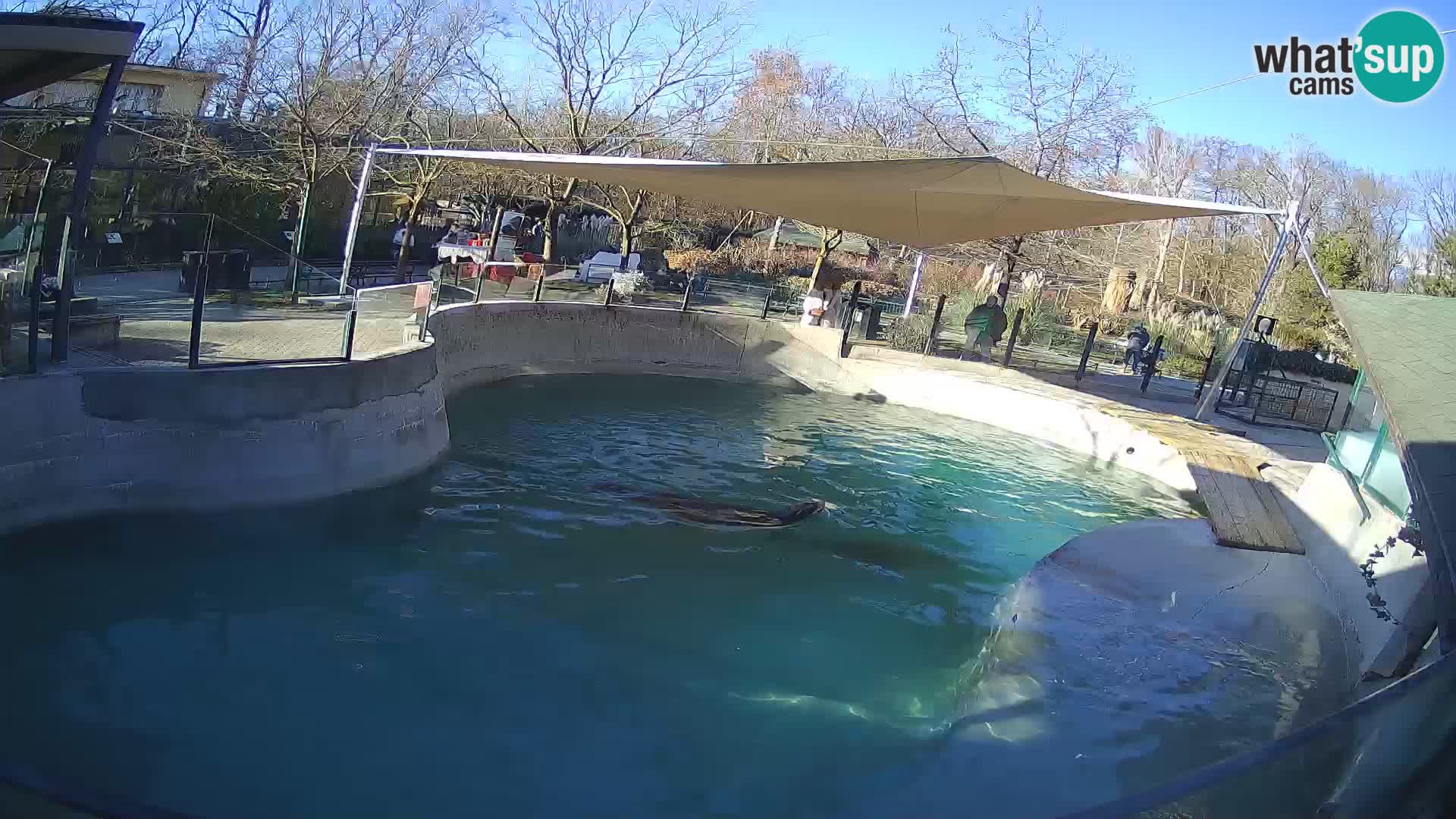 Zoo Zagreb –  León marino de California