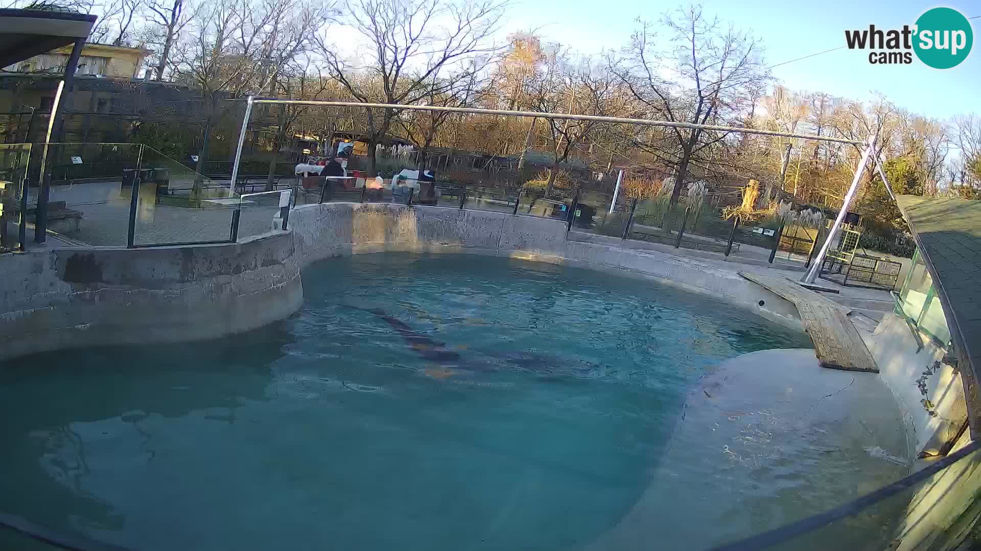 Zoo Zagreb – California Sea Lion