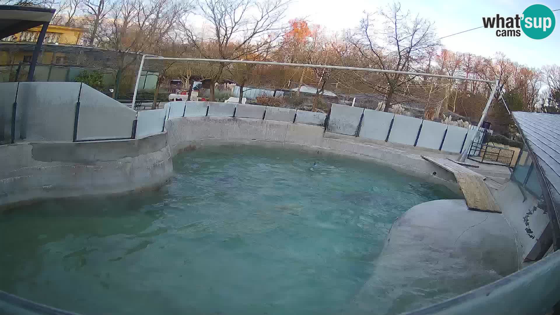 Zoo Zagreb –  León marino de California