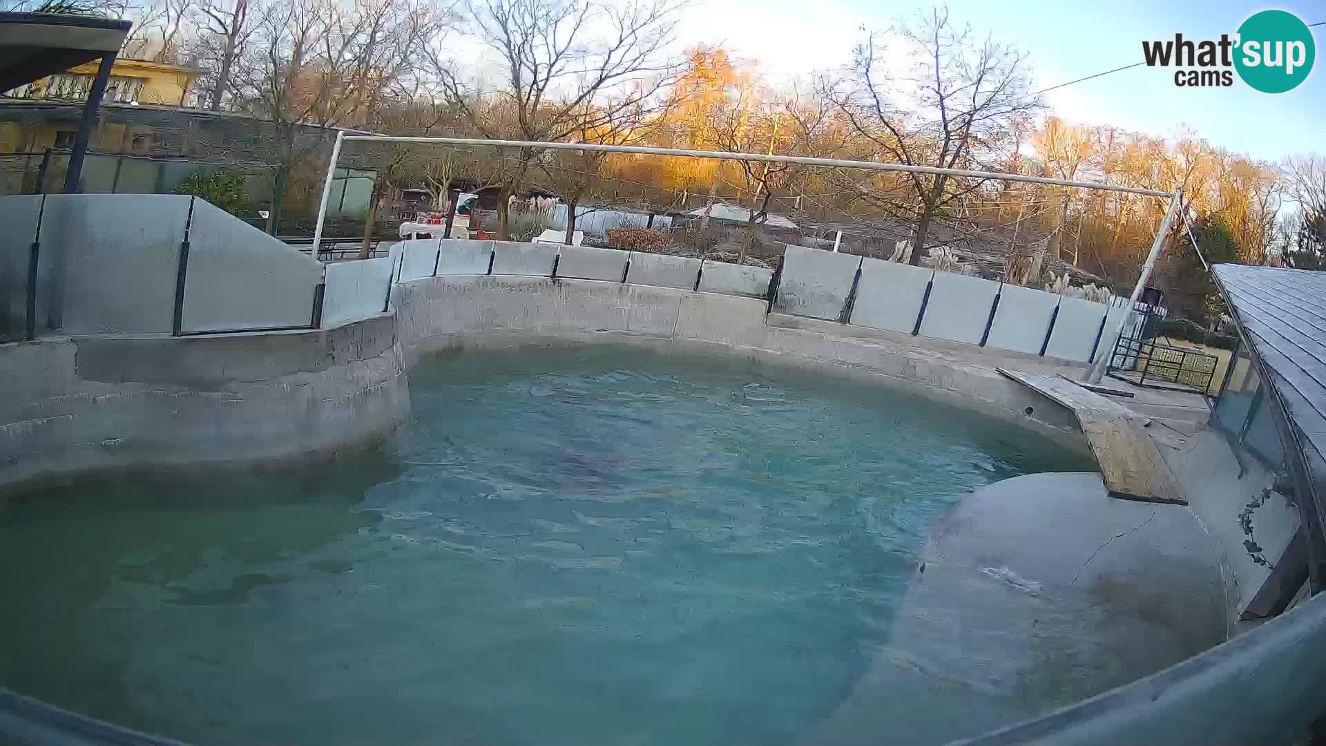 Zoo Zagreb –  León marino de California