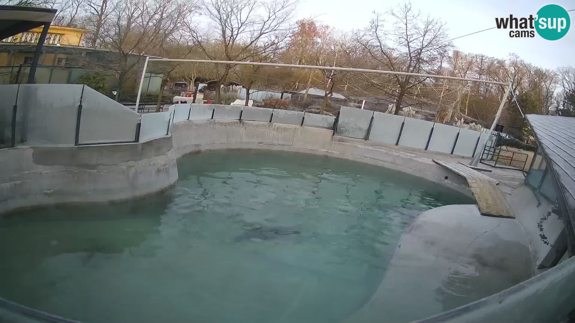 Zoo Zagreb – California Sea Lion