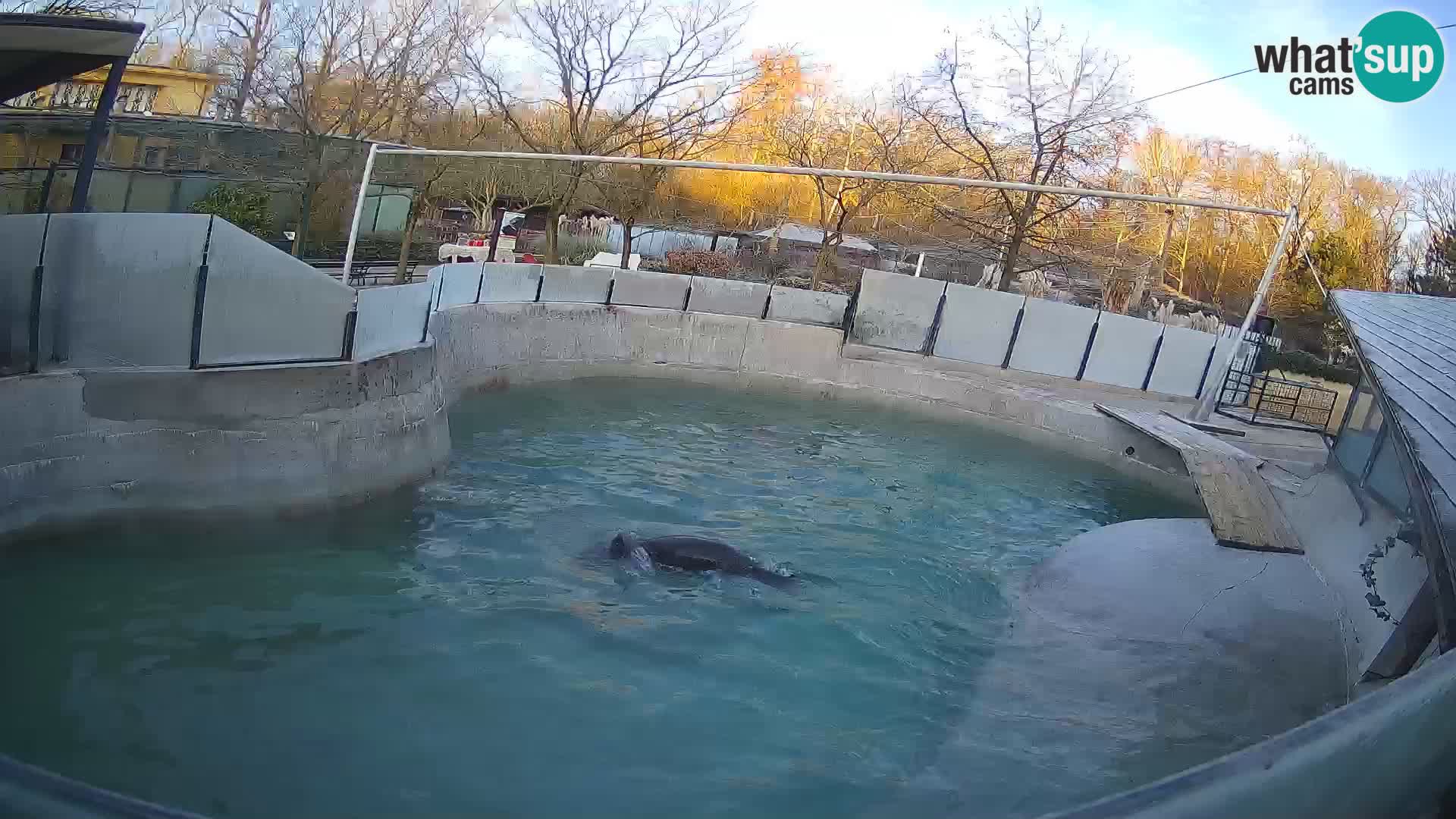 Zoo Zagreb – Kalifornijski morski lav