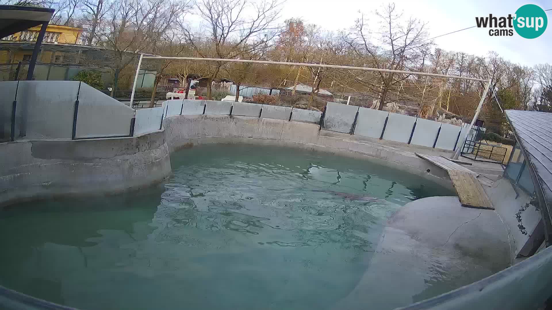 Zoo Zagreb – California Sea Lion