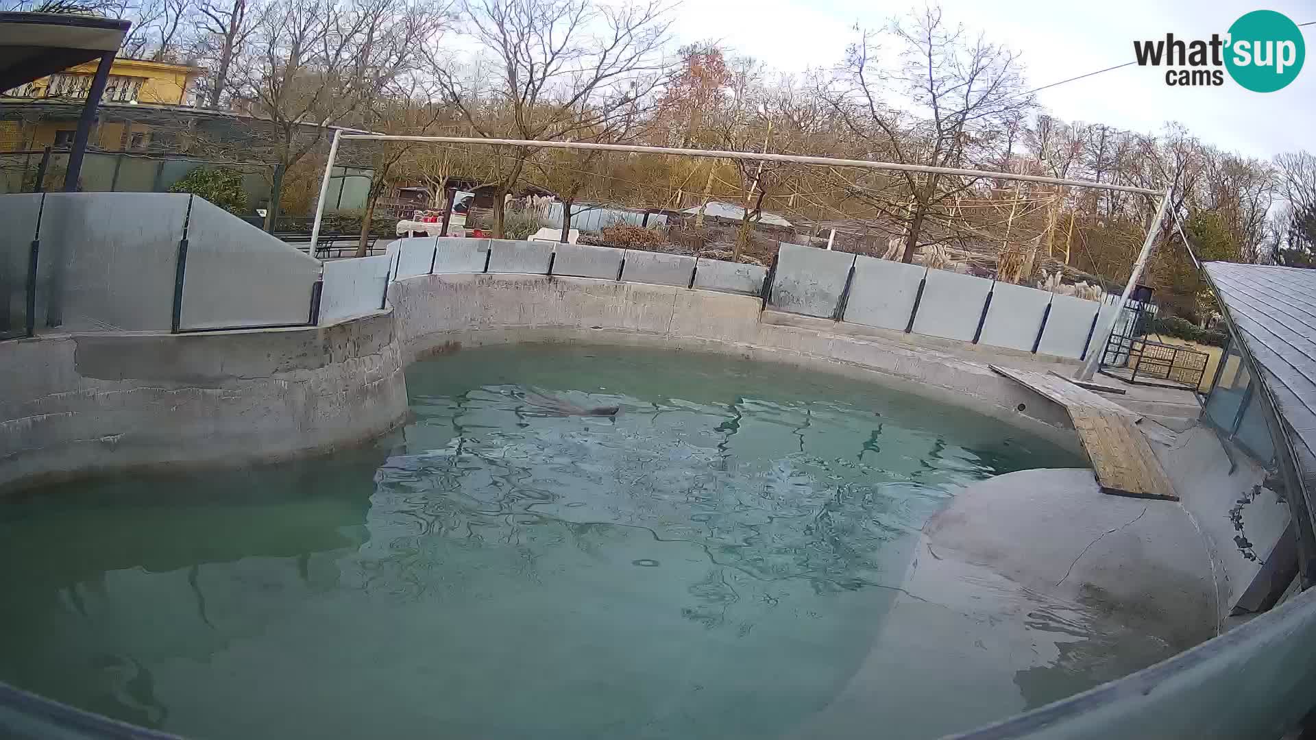 Zoo Zagreb – California Sea Lion