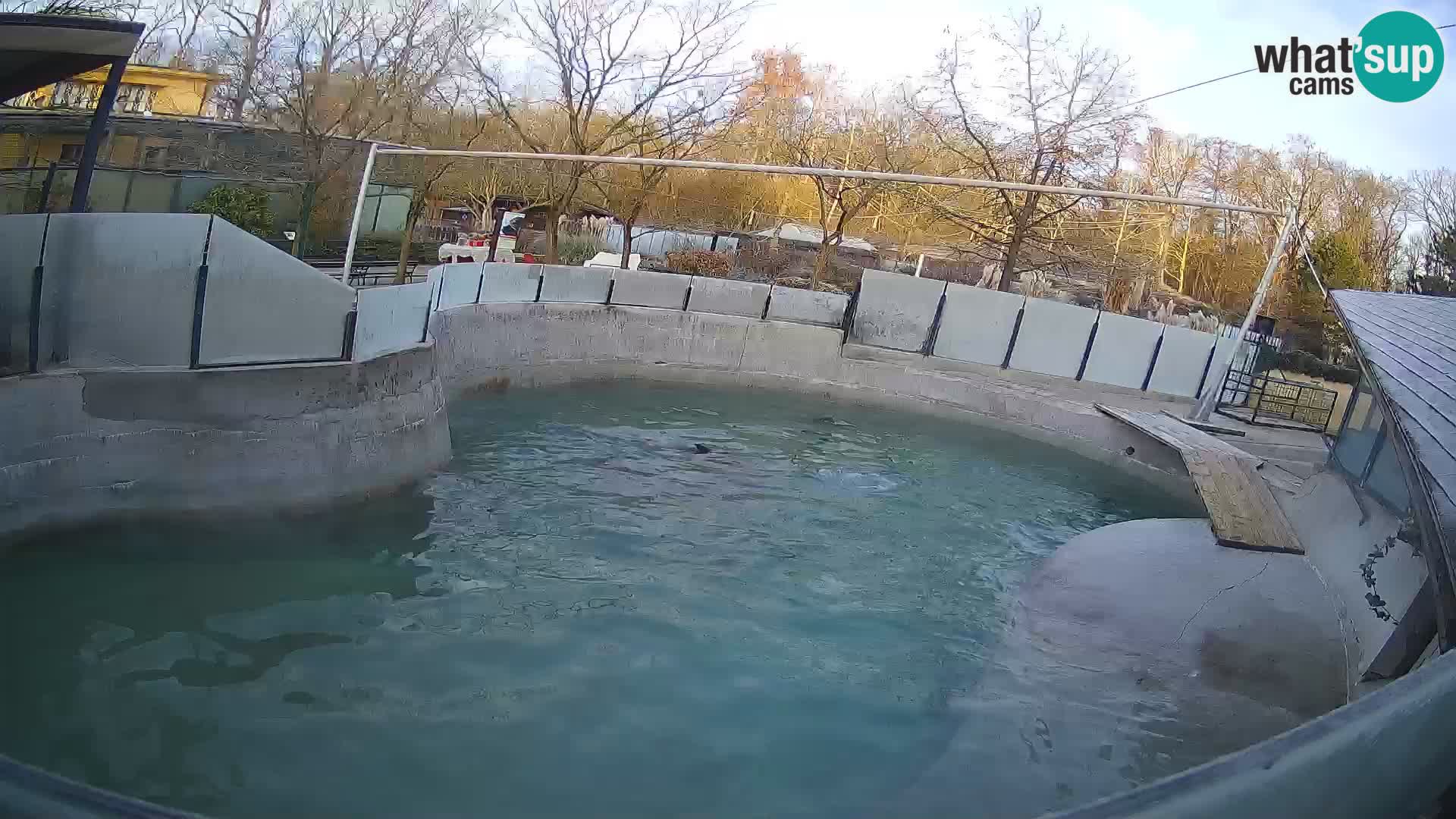 Zoo Zagreb –  León marino de California