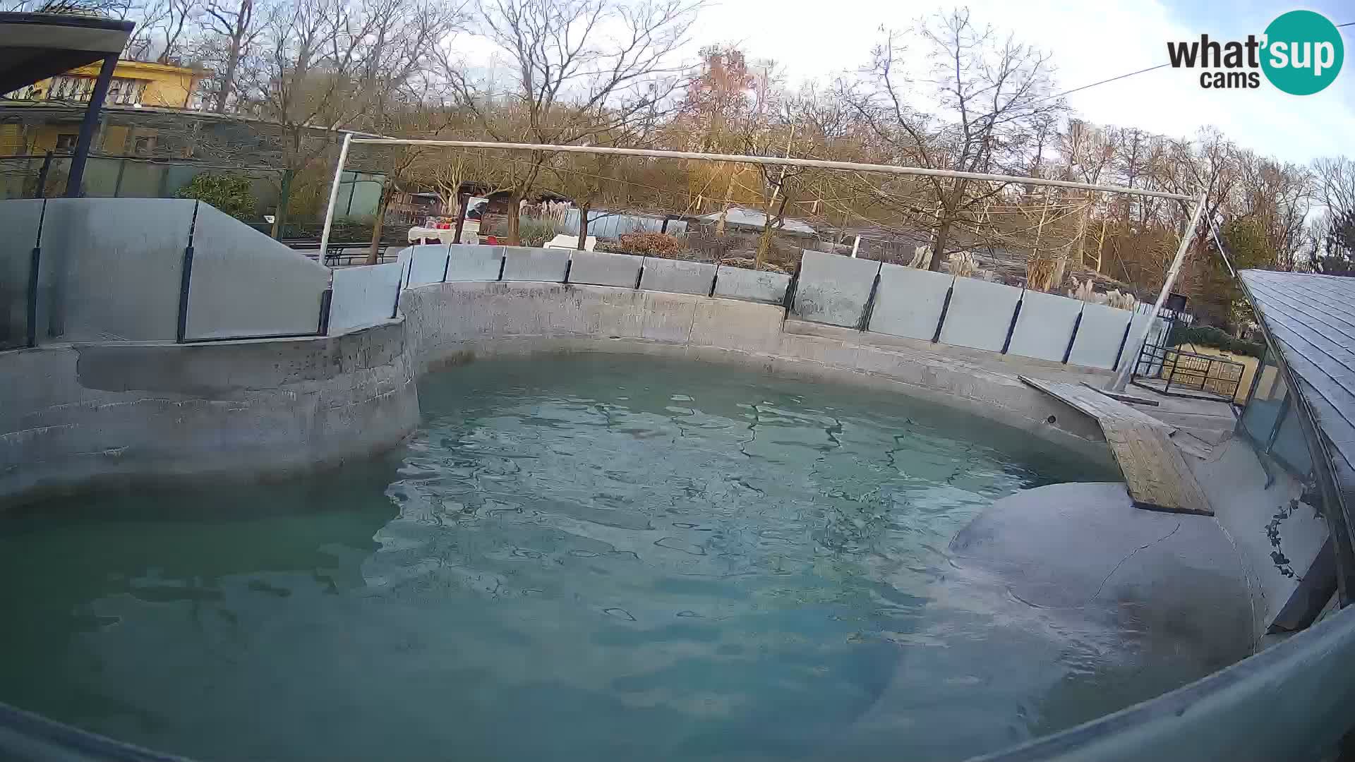 Zoo Zagreb – California Sea Lion