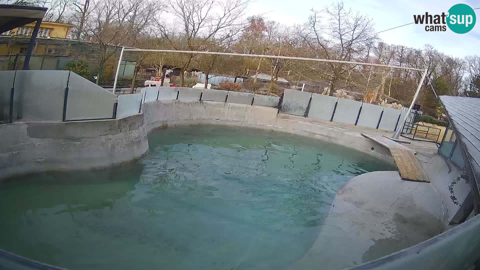 Zoo Zagreb –  León marino de California