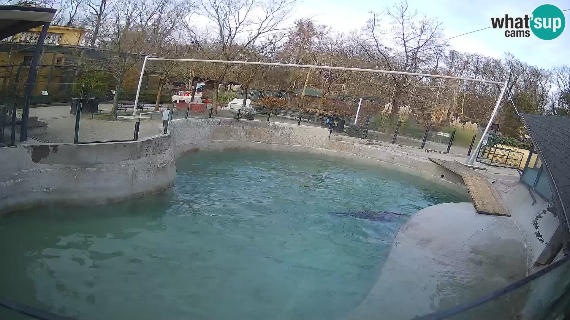 Zoo Zagreb – California Sea Lion