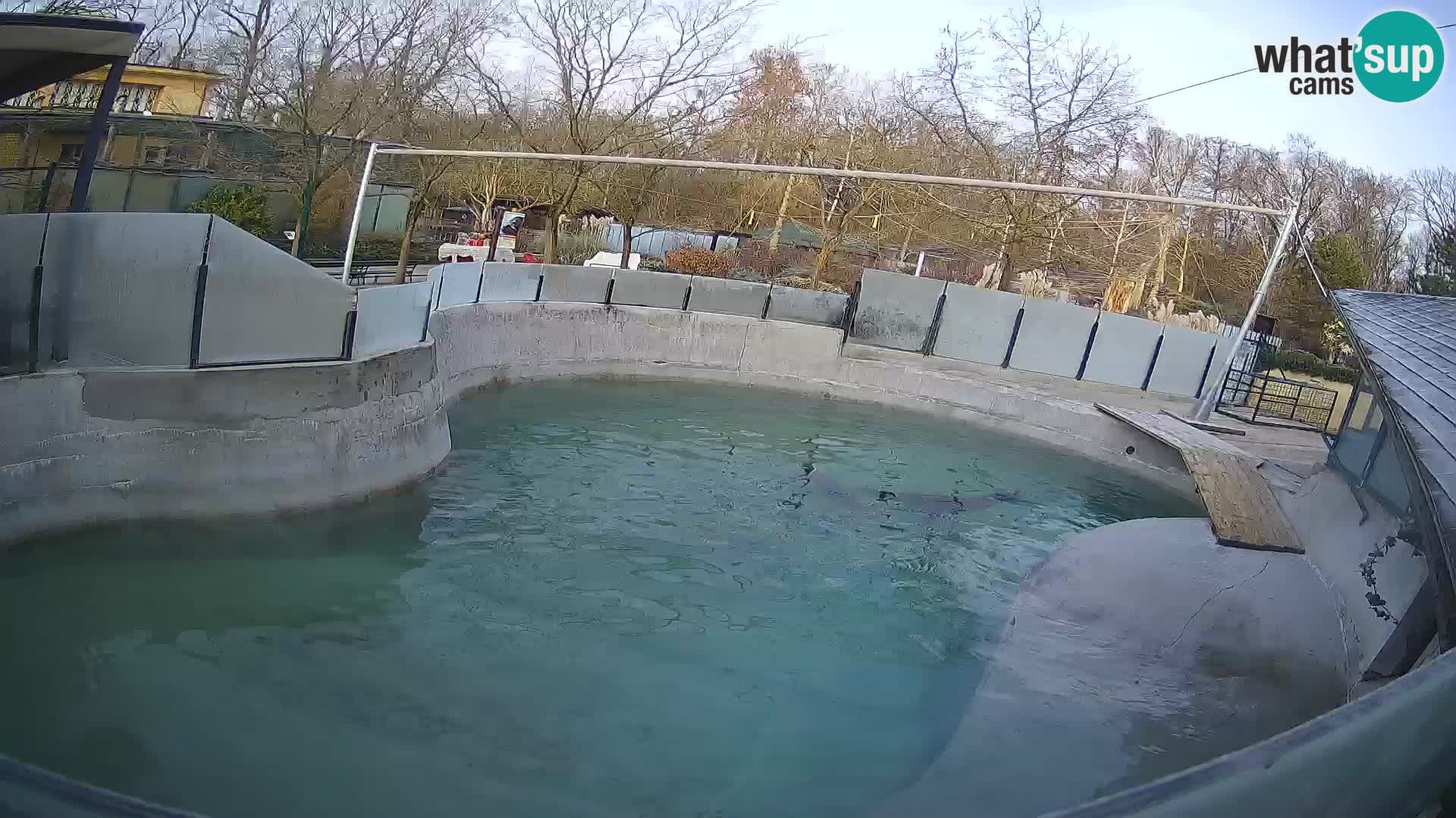 Zoo Zagreb – California Sea Lion