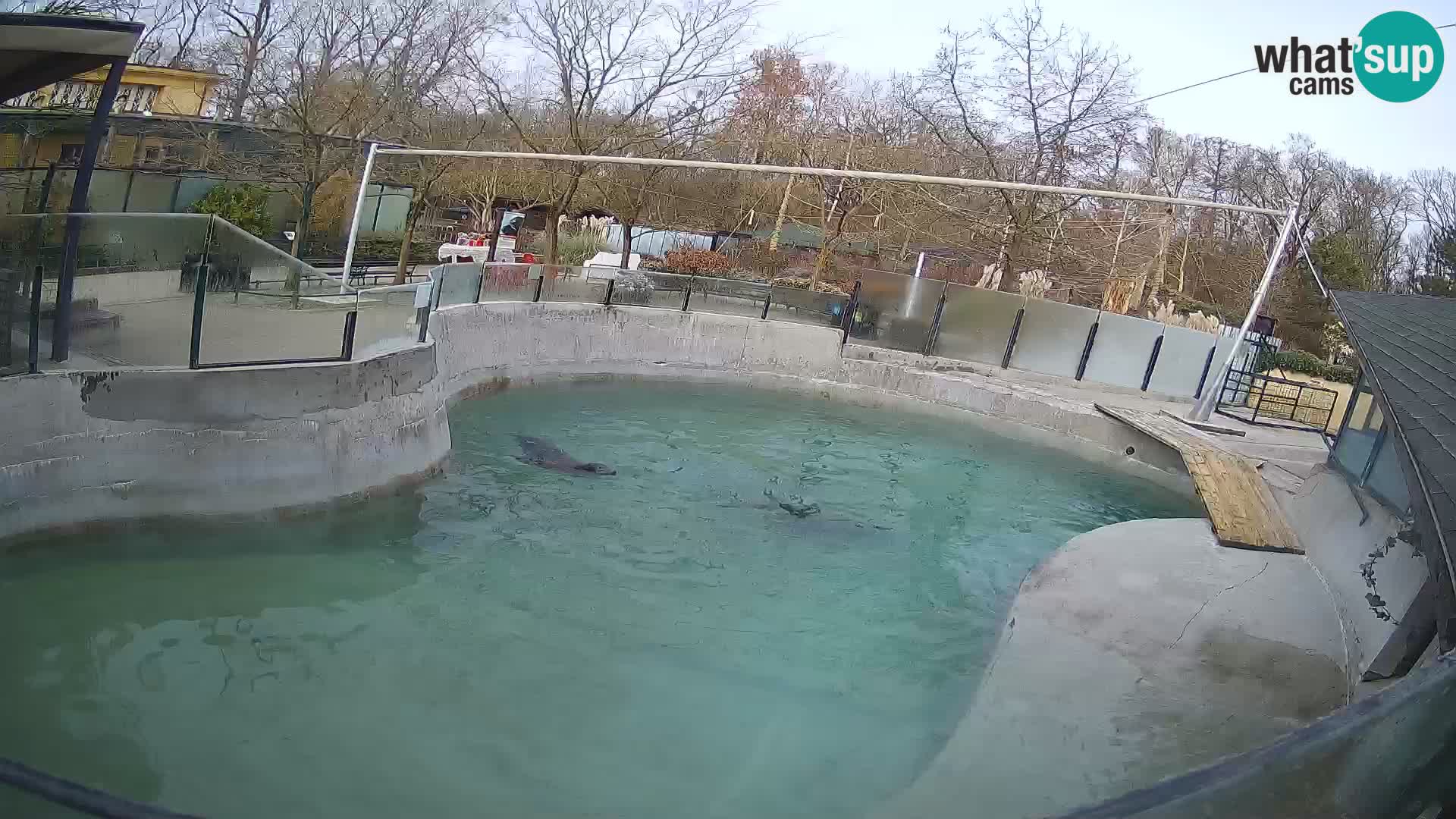 Zoo Zagreb – Kalifornischer Seelöwe