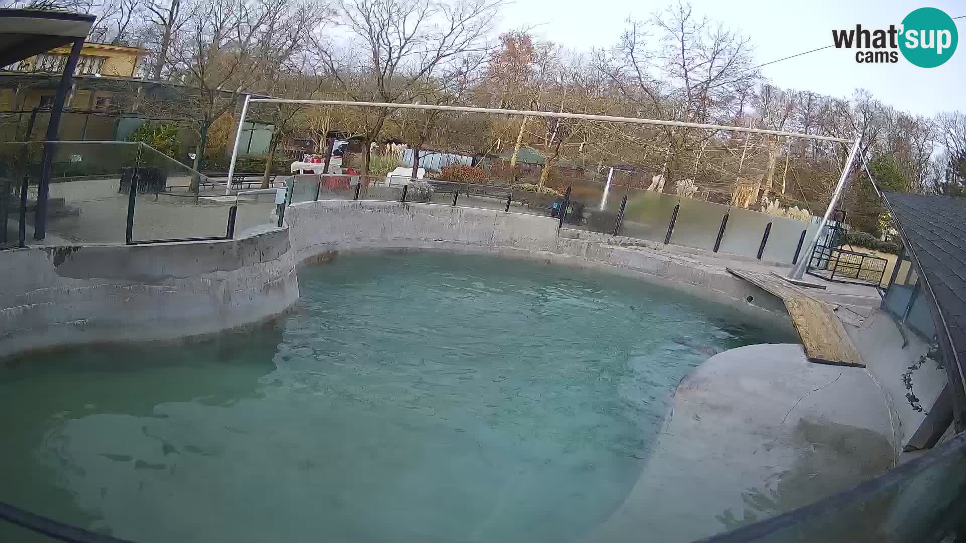 Zoo Zagreb – California Sea Lion