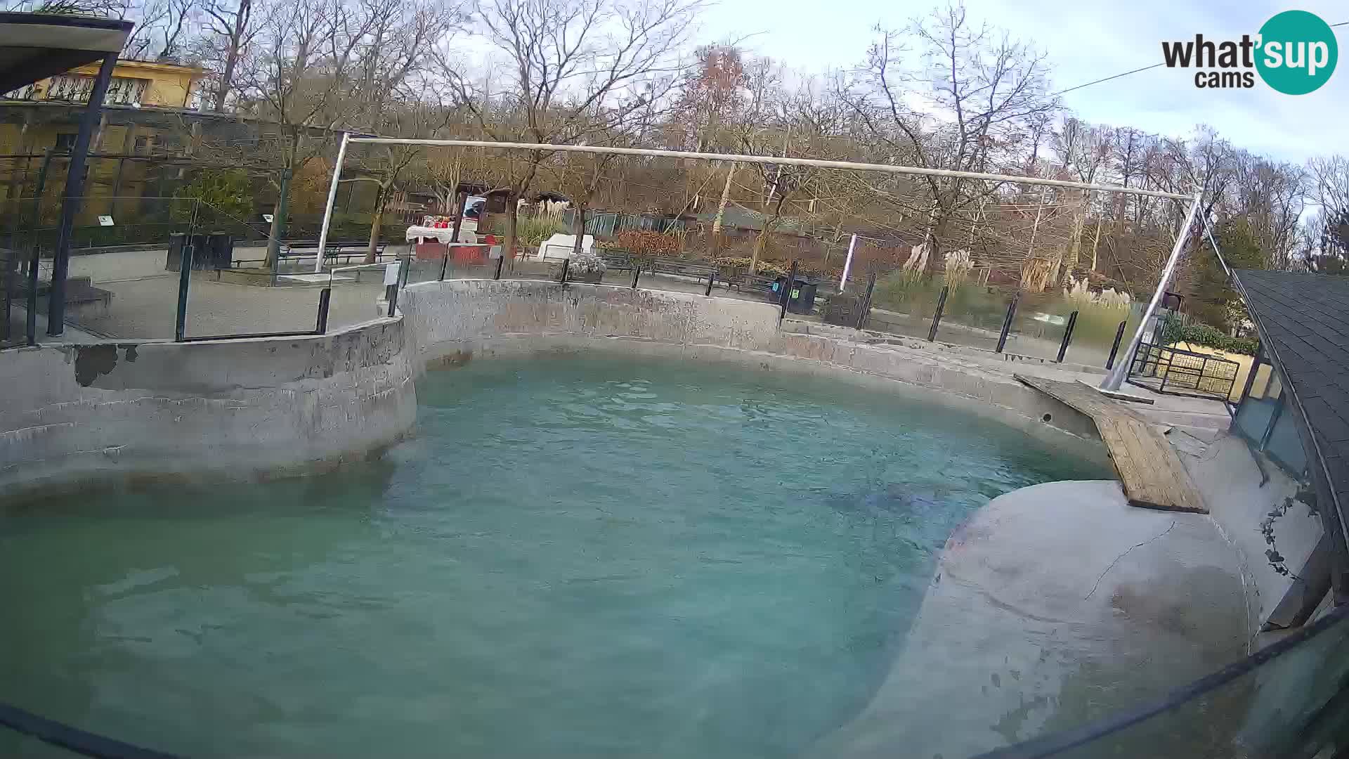 Zoo Zagreb – Kalifornischer Seelöwe