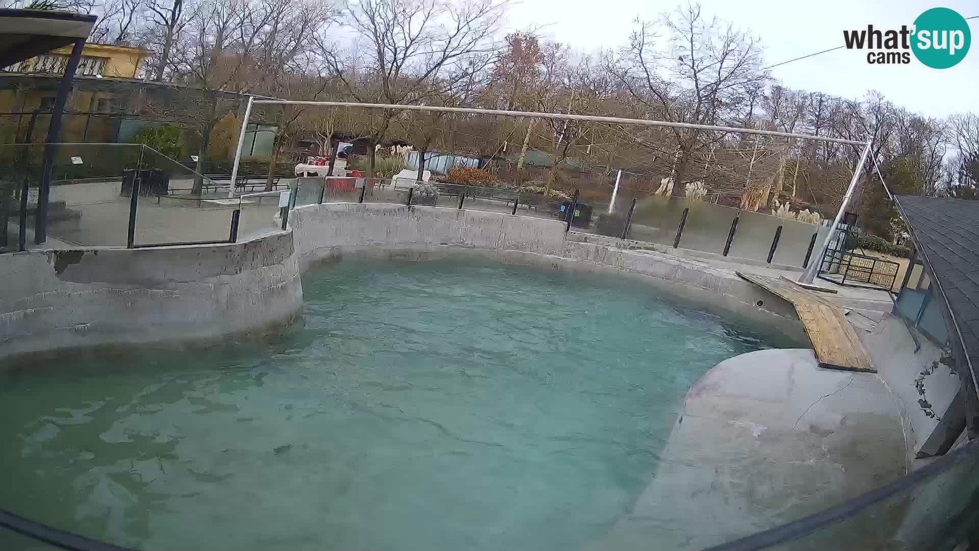 Zoo Zagreb – California Sea Lion