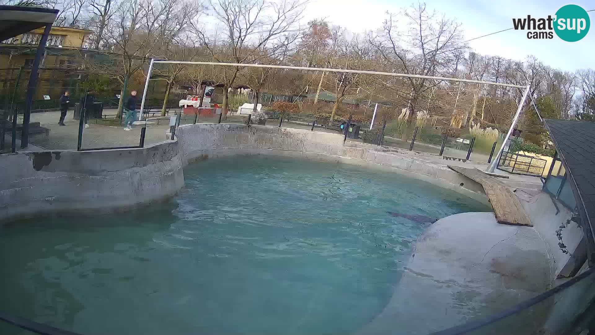 Zoo Zagreb – Kalifornijski morski lav