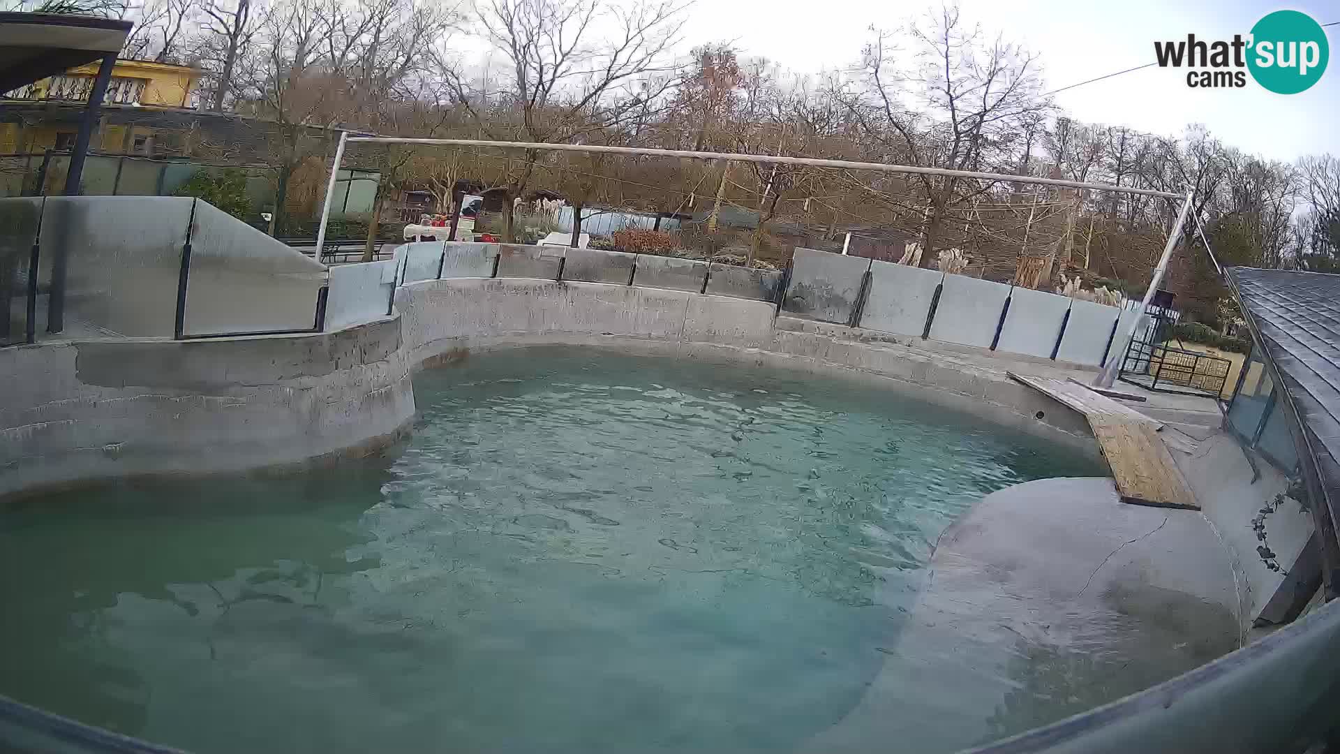 Zoo Zagreb –  León marino de California