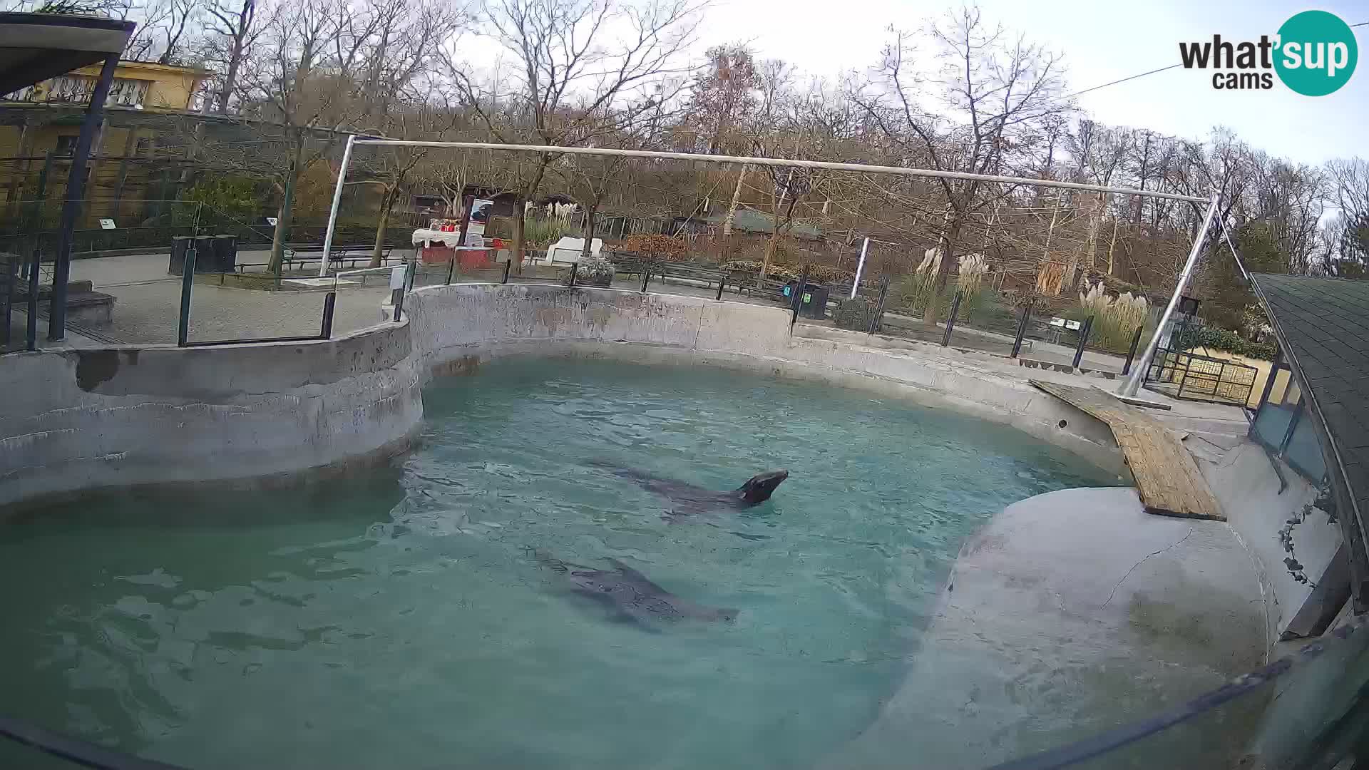 Zoo Zagreb – California Sea Lion